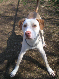 Dog from Baltimore Animal Rescue and Care Shelter